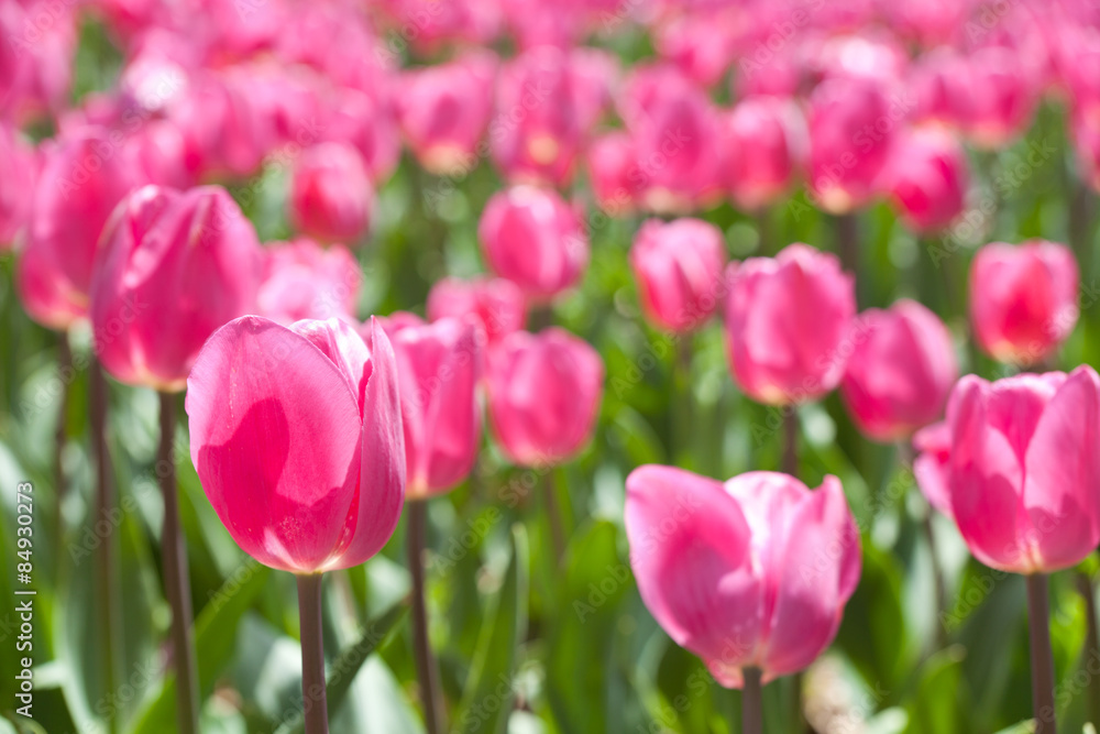 Obraz premium Tulips bloom in the garden