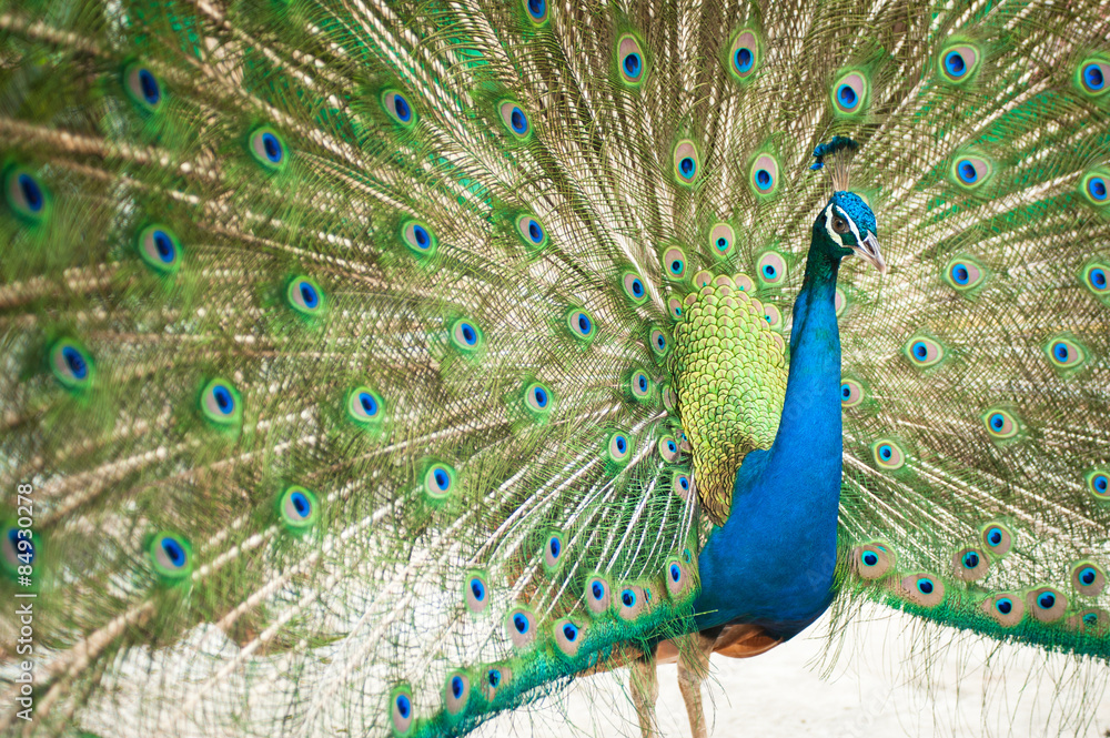 Obraz premium A Peacock with its feathers open .
