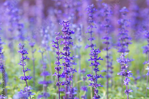 Blue Salvia (salvia farinacea) flowers blooming in the garden