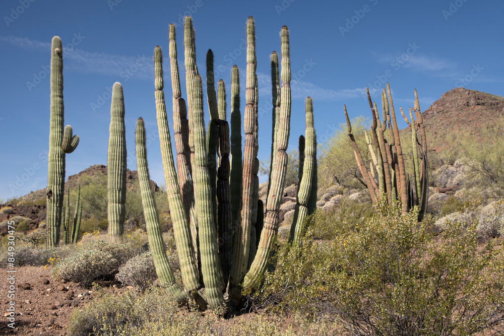 Organ Pipe Cactus N.M., Arizona, USA