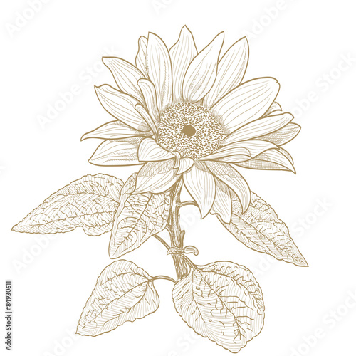 Fototapeta Naklejka Na Ścianę i Meble -  sunflower monochrome drawing on white