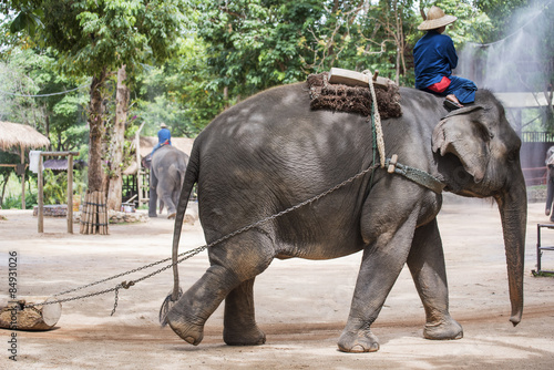 mahout show how to train elephant in forestry industry. Lampang, Thailand.