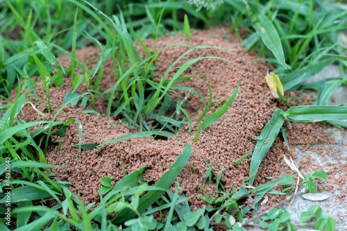 Ants nest with the nature