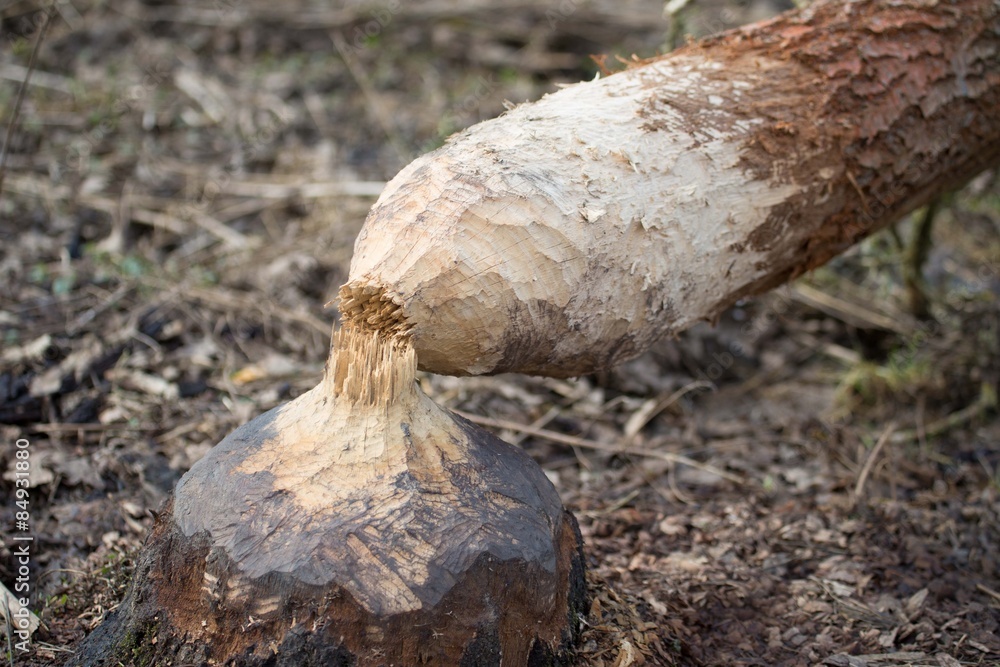Obraz premium Biber - Zerstörung durch den Biber