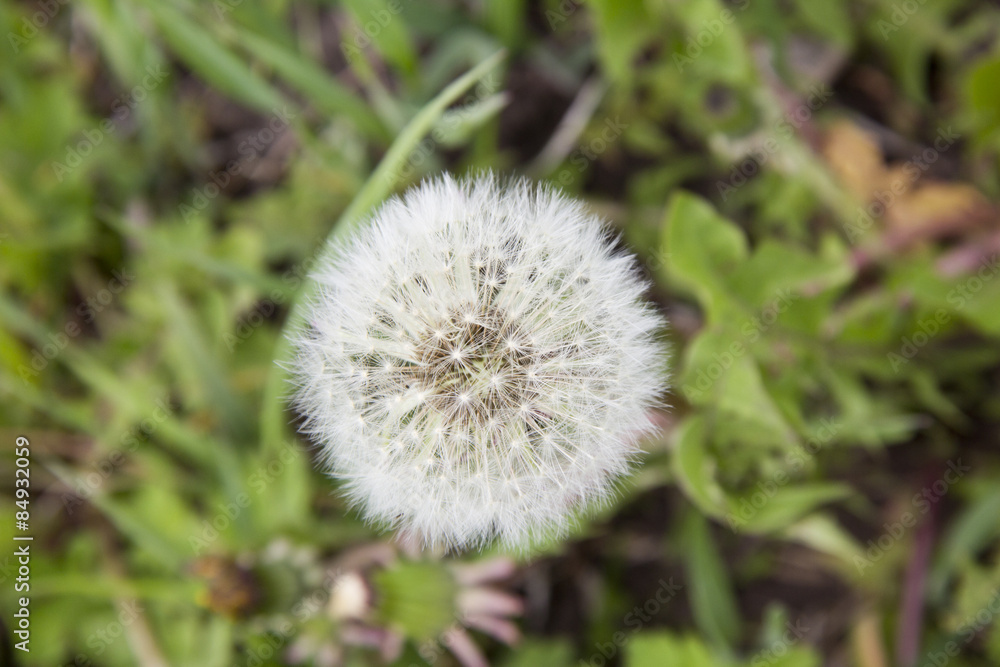 one flower one flower