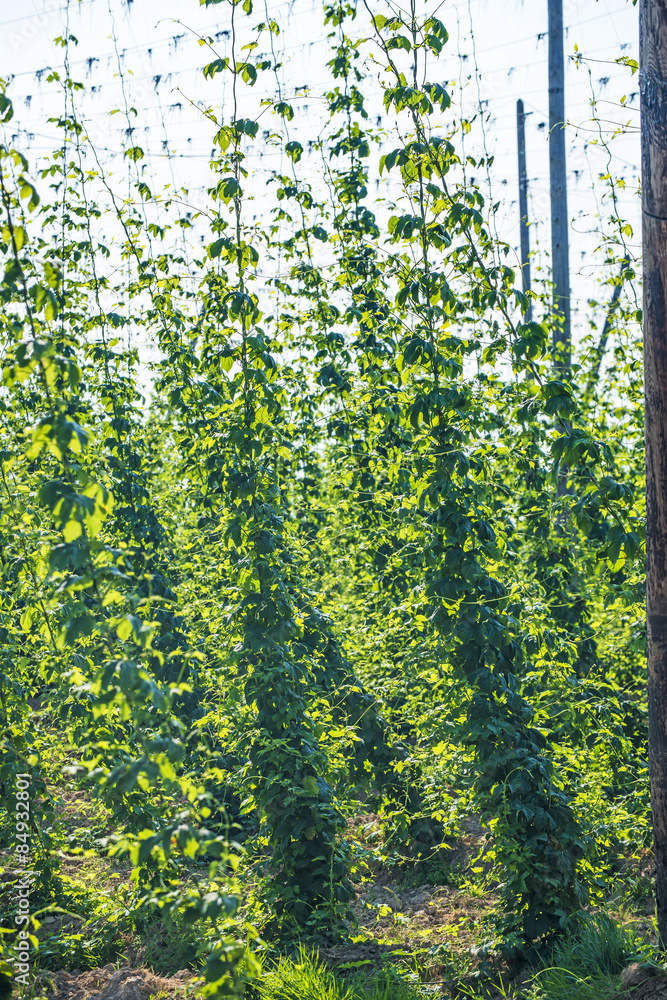 Hopfen im Anbau Hopfen im Anbau