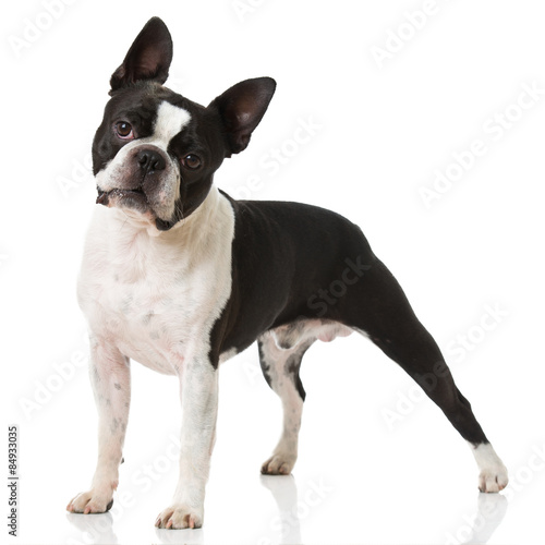 Fototapeta Naklejka Na Ścianę i Meble -  Boston Terrier