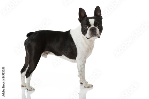 Fototapeta Naklejka Na Ścianę i Meble -  Boston Terrier