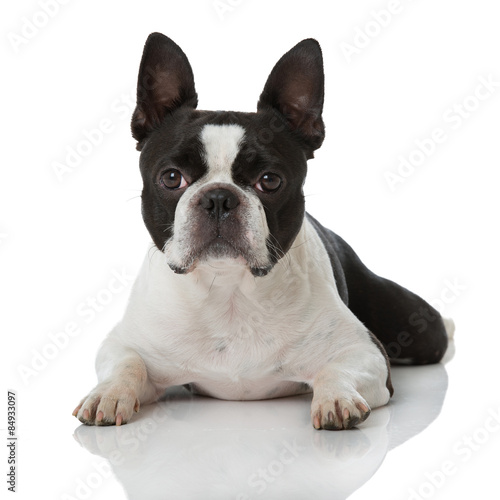 Fototapeta Naklejka Na Ścianę i Meble -  Boston Terrier