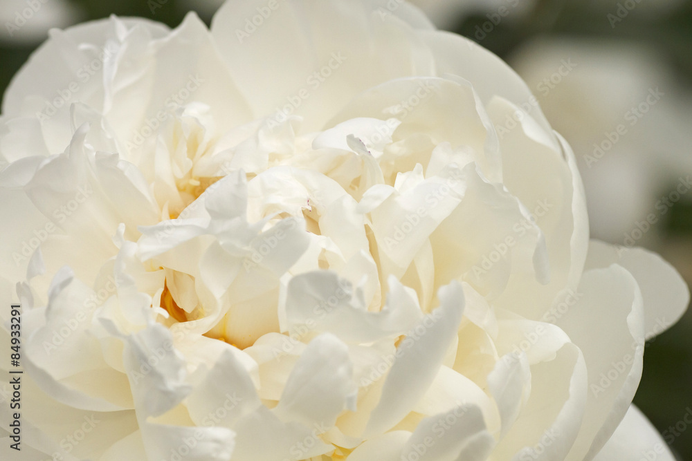 Obraz premium close up of white peony flower
