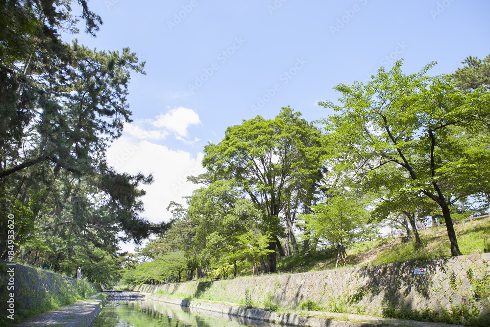 Fototapeta premium 新緑と小川