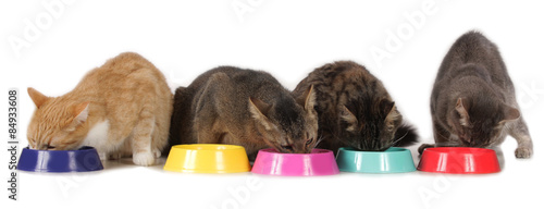 Tableau sur toile Kätzchen fressen aus Näpfen isoliert