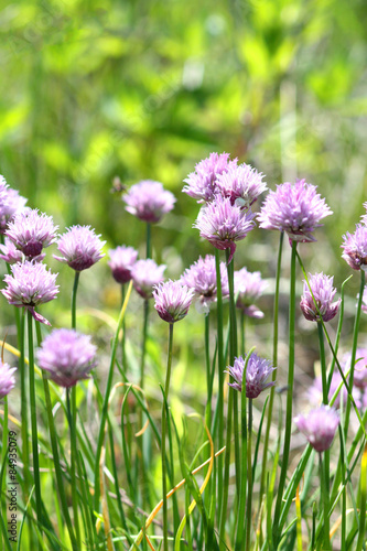 Purple wild leek flowers