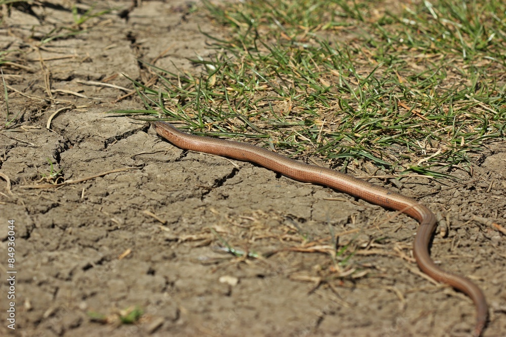 Fototapeta premium Blindschleiche (Anguis fragilis) am Dörnberg 