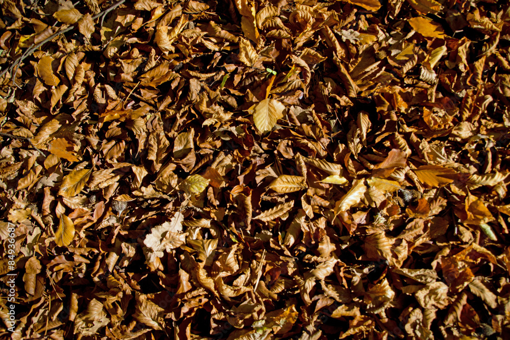 Blätter auf dem Boden