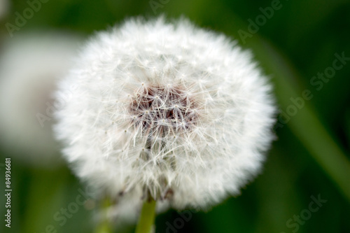 Dandelion   close up of a Dandelion in a meadow