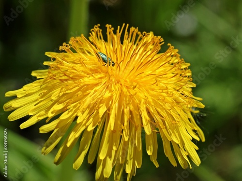 Männlicher Glänzender Blütenprachtkäfer (Anthaxia nitidula)  photo