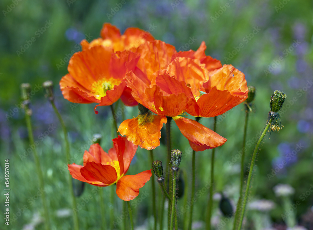 Blooming and faded Iceland poppies