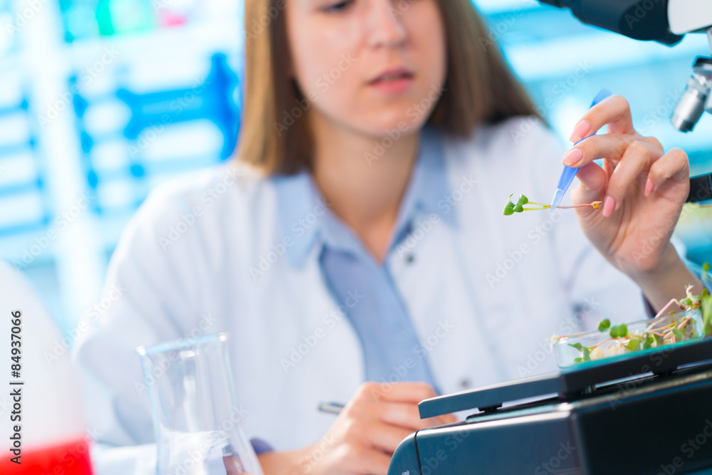 Research of growth of green plants Research of growth of green plants