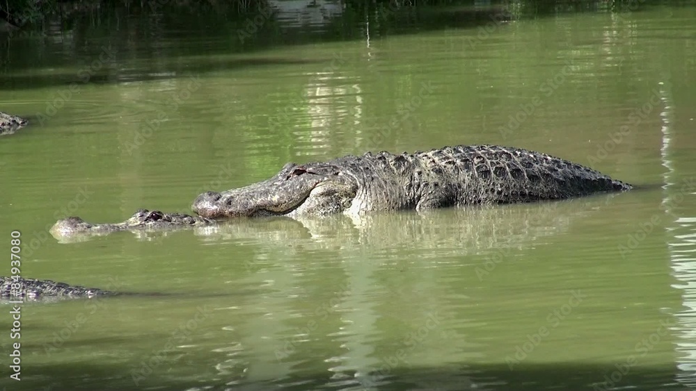 Breeding season of American alligators in Everglades NP. Florida Breeding season of American alligators in Everglades NP. Florida