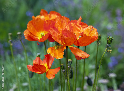 Fototapeta Naklejka Na Ścianę i Meble -  Blooming and faded Iceland poppies