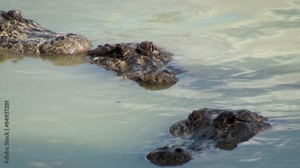 Breeding season of American alligators in Everglades NP. Florida Breeding season of American alligators in Everglades NP. Florida
