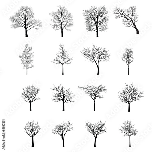 Trees with dead branch