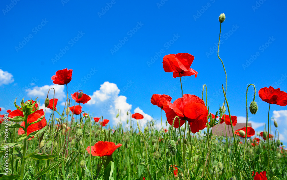 Summer field full of poppies Summer field full of poppies