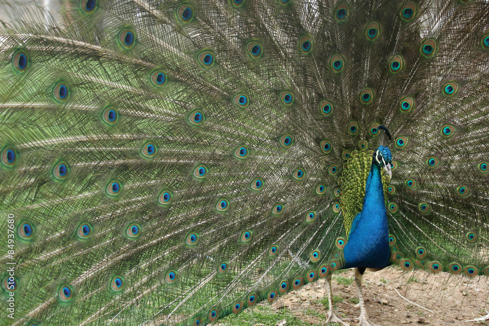 Obraz premium Peacock