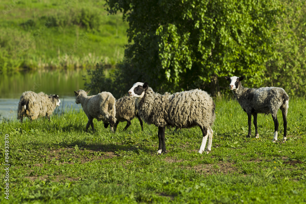 Obraz premium Grazing sheep.