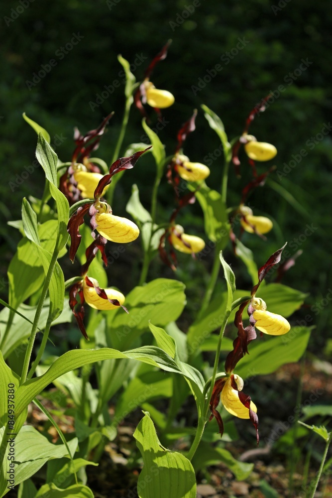 Gelber Frauenschuh (Cypripedium calceolus)
Gelber Frauenschuh (Cypripedium calceolus)
