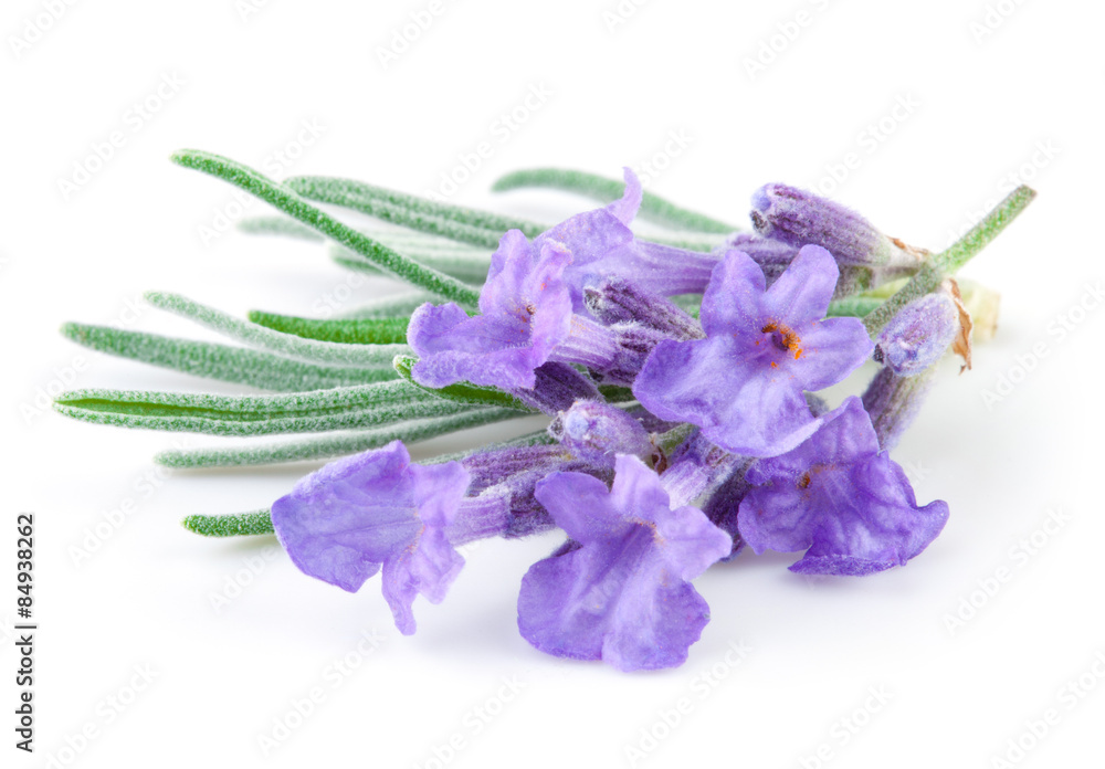 Naklejka premium Lawenda. Kwiaty odizolowywający na białym tle. Makro