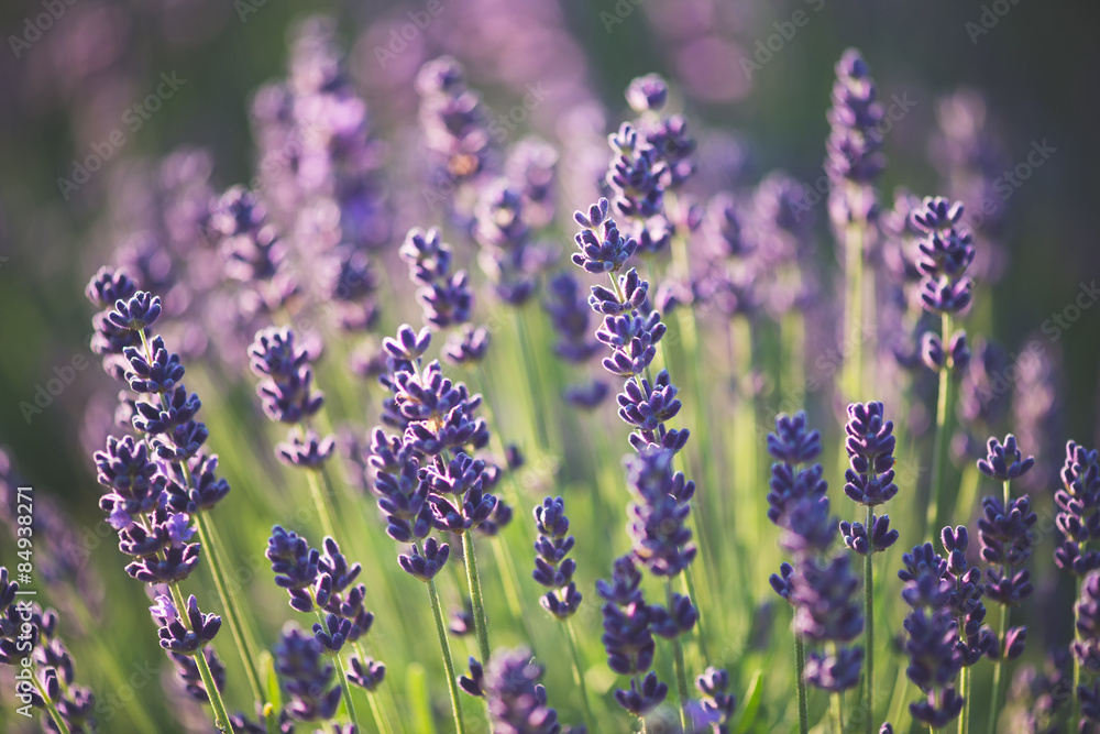 Fototapeta premium lavender