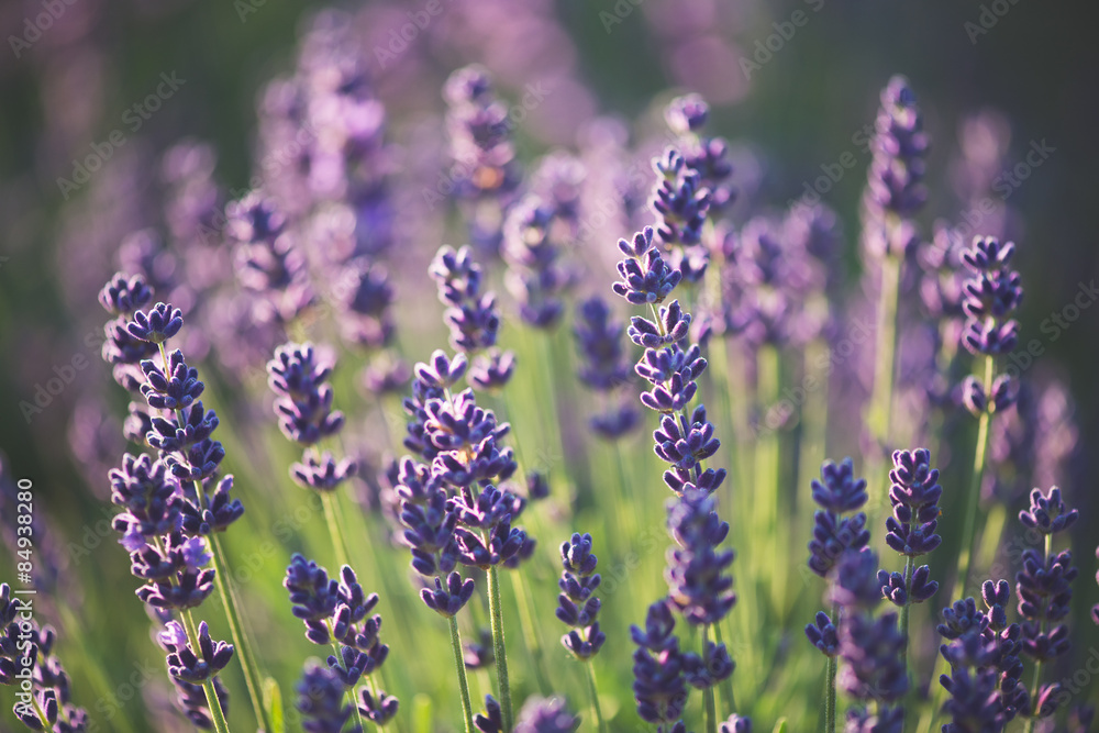 Naklejka premium lavender