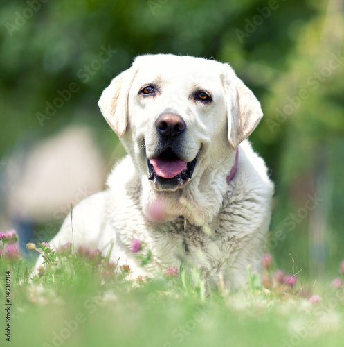 Labrador - Familienhund