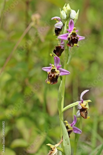 Hummel-Ragwurz (Ophrys holoserica)    © Schmutzler-Schaub