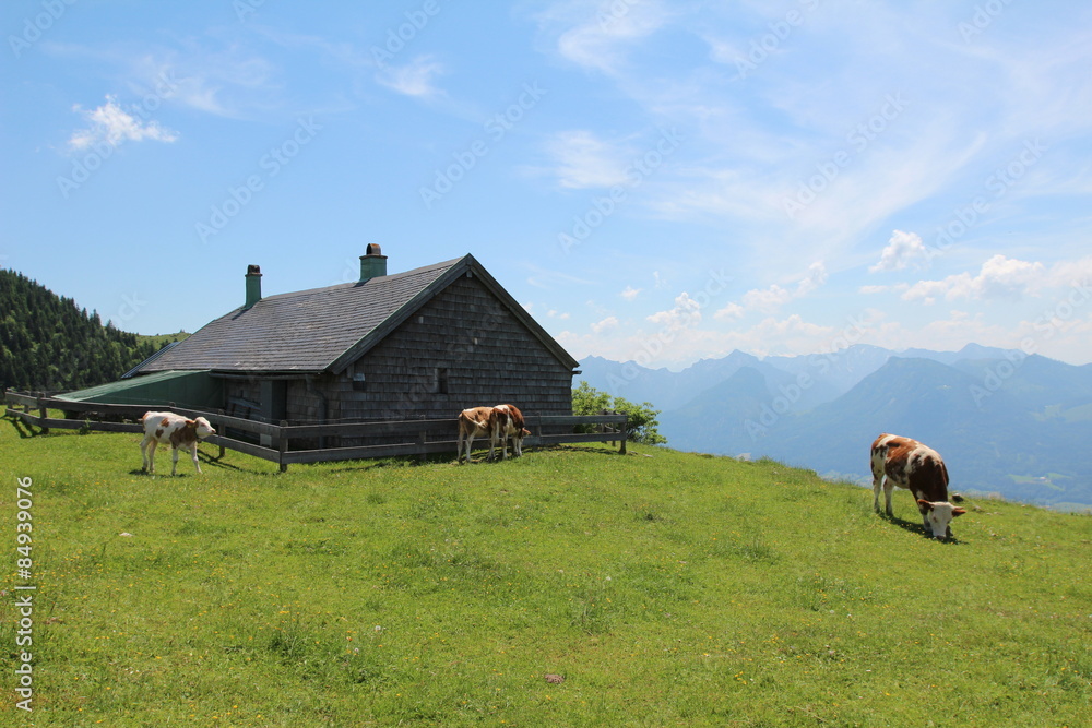 Schafberg / Kühe auf Weide in den Bergen