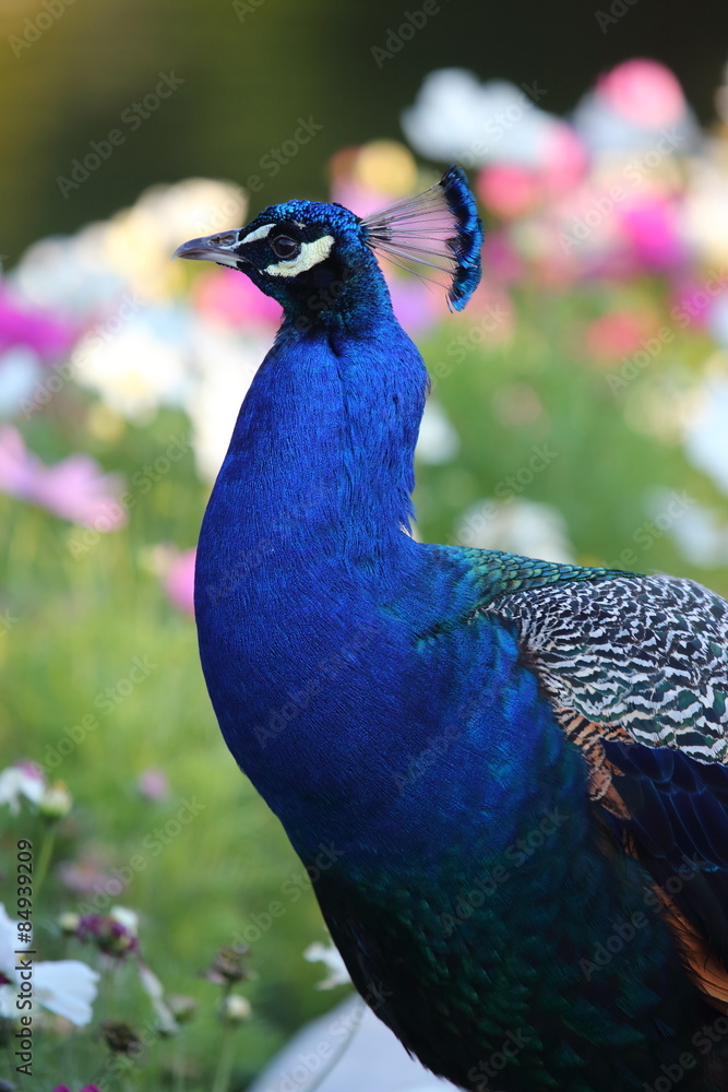 Obraz premium Paw w kwiatach