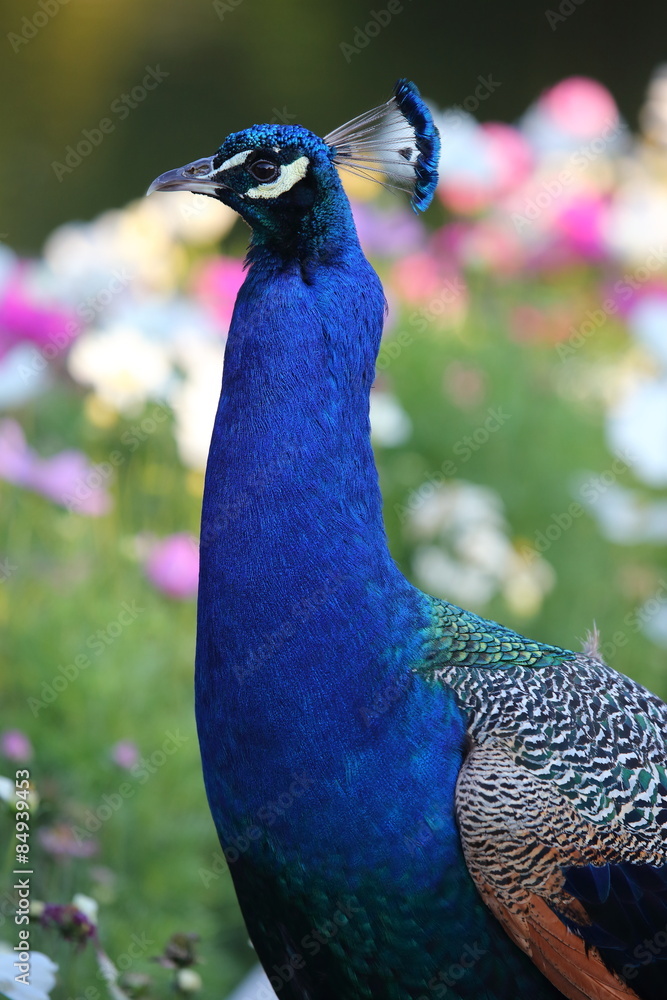 Obraz premium Paw w kwiatach