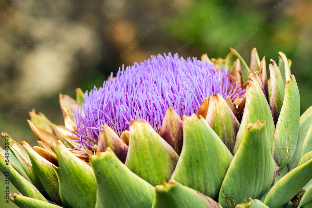 Ripe Artichoke Bloom. Close up with natural light. Sicily. Ripe Artichoke Bloom. Close up with natural light. Sicily.