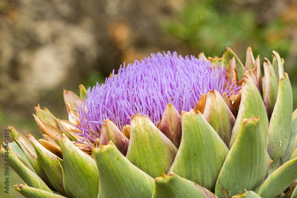 Ripe Artichoke Bloom. Close up with natural light. Sicily. Ripe Artichoke Bloom. Close up with natural light. Sicily.