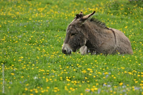 Ruhender Esel auf Frühlingswiese 
