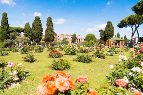 rose garden / il giardino delle rose