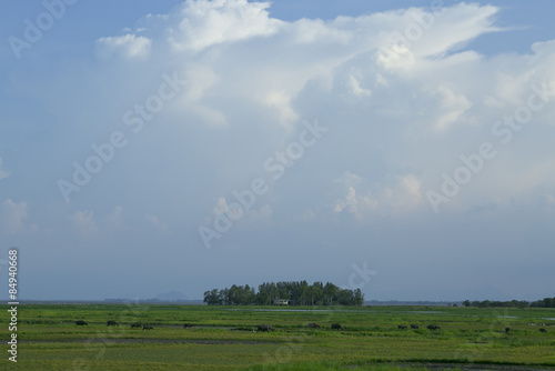 there are grazing field at thale noi lake, phatthalung,thailand