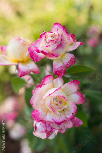 rosa bianca e lilla