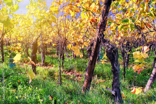 Autumn vineyard after harvest