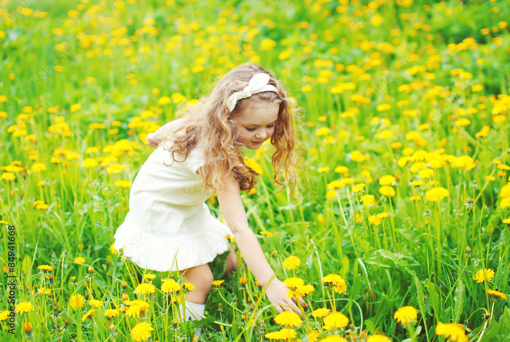 Fototapeta premium Little girl child in meadow picking yellow dandelion flowers in