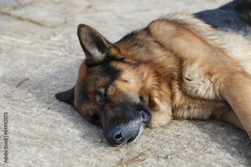 Modica, IT, January 24, 2015: a German shepherd dog in the garden of an house in Sicily.