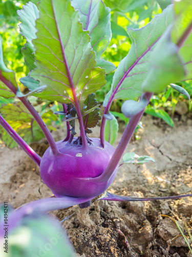 Violetter Kohlrabi photo