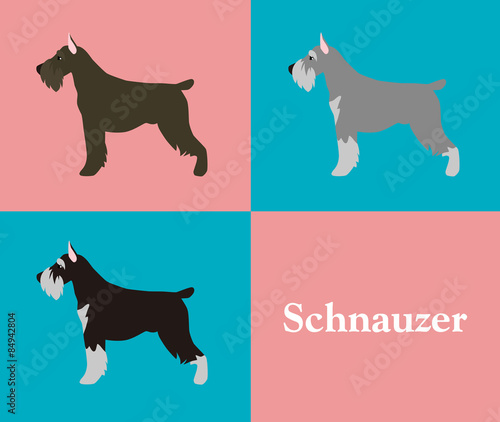 Schnauzer